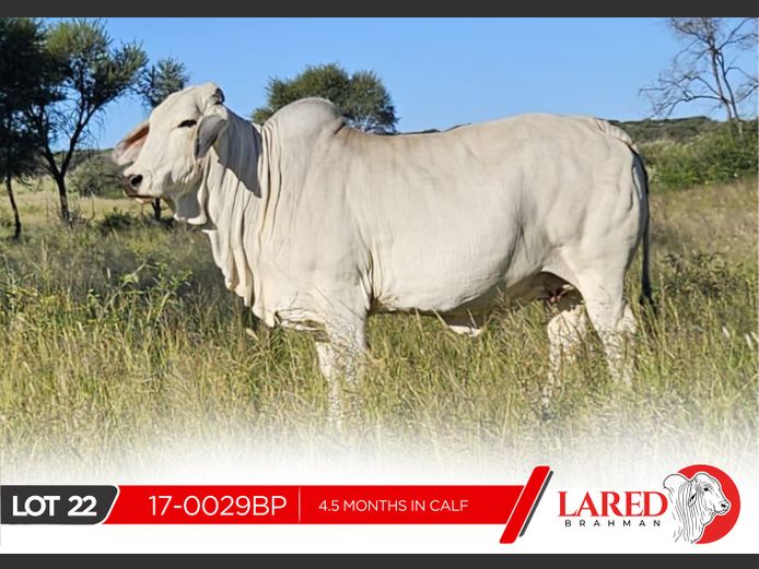 17-0029BP | LARED BRAHMAN