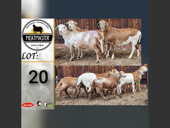 Ooie | Ja-Nee Boerdery