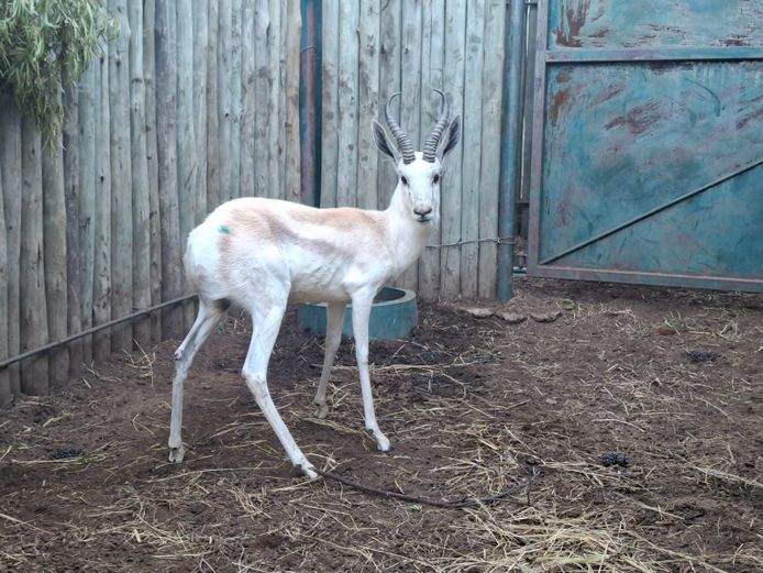 WIT SPRINGBOK
