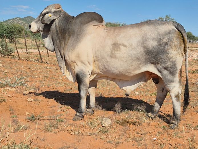 23-0001DNC | DANECO BRAHMAN STOET 