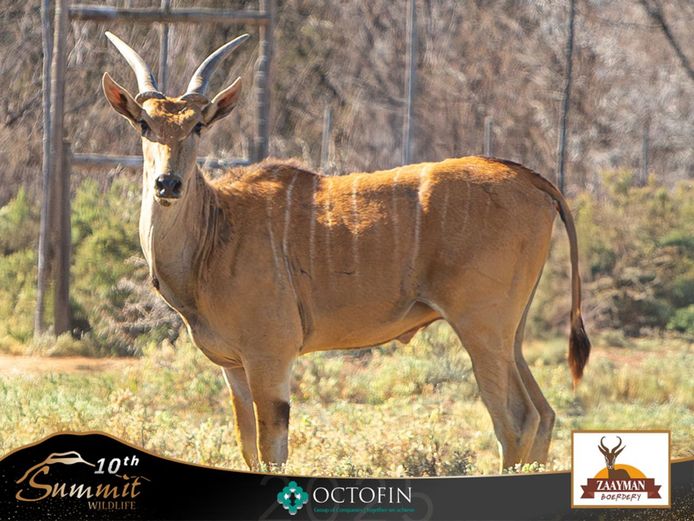 Young Livingstone Eland bull 