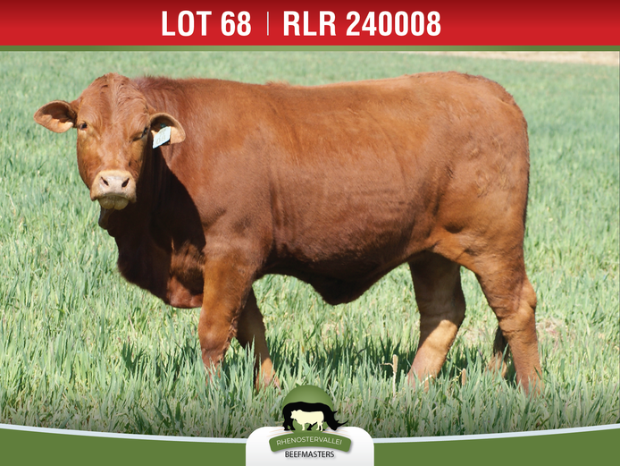 RLR 240008 | J.H. MEYER
