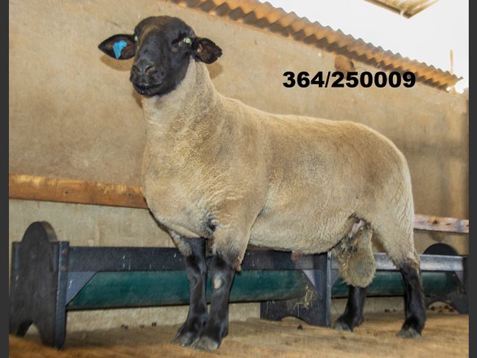 364250009 | TRIO BOERDERY