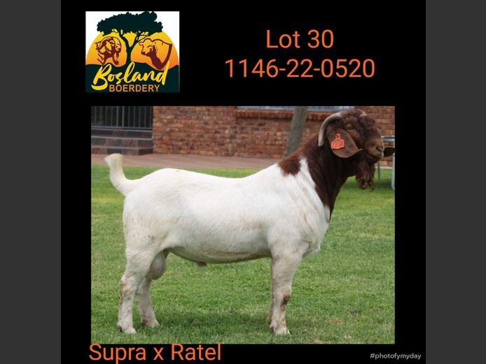 1146 22 0520 | BOSLAND BOERDERY