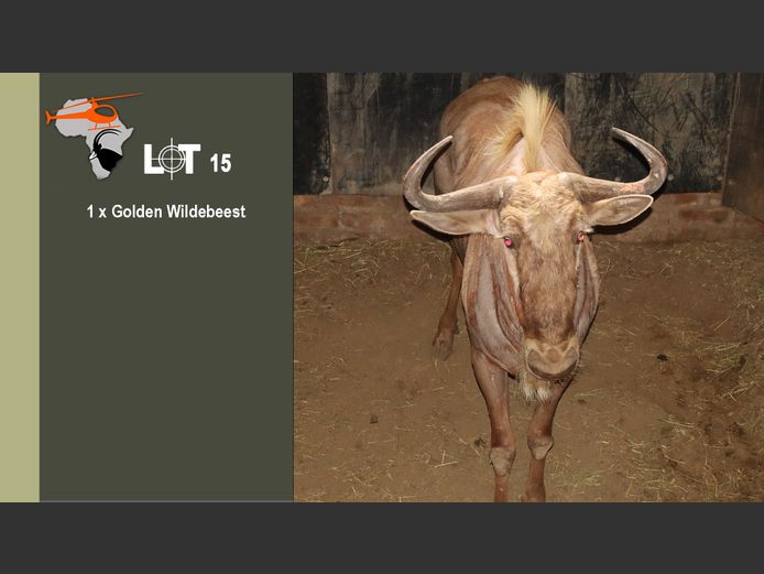 Golden Wildebeest