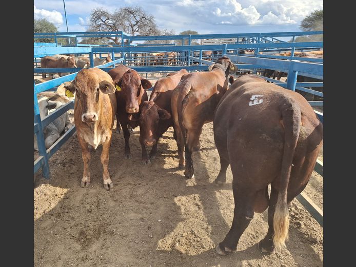 Commercial Bull