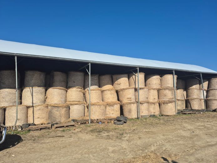 Rhodes grass round bales (250kg bales) x 500