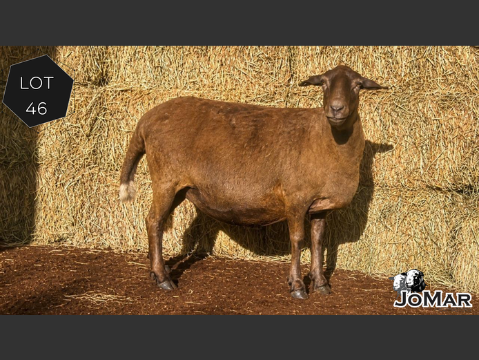 Ewe | JoMar Meatmasters 