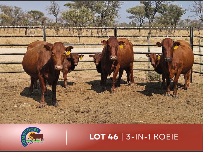 Commercial Animals | Somerhoek Bonsmaras