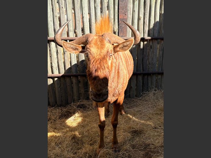 Goue Wildebees Bul
