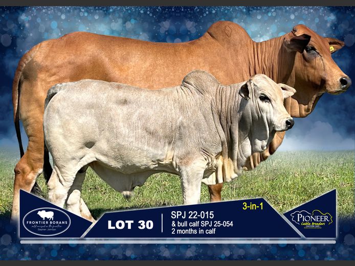 SPJ 220015 | S.P. JOHNSON