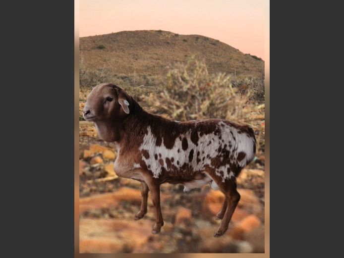 24./10 | Gielie Oberholster