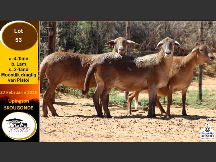 PS 53A | Peter & Christia Scholtz - Vrede Meatmasters