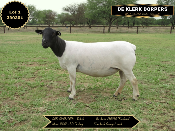 240301 | DE KLERK DORPERS