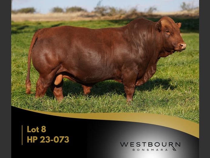 HP 230073 | WESTBOURN BONSMARAS