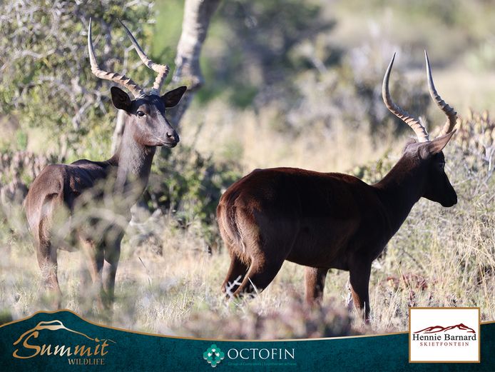 BLACK IMPALA RAMS