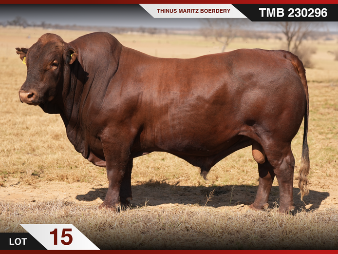 TMB 230296 HH(c) | THINUS MARITZ BOERDERY