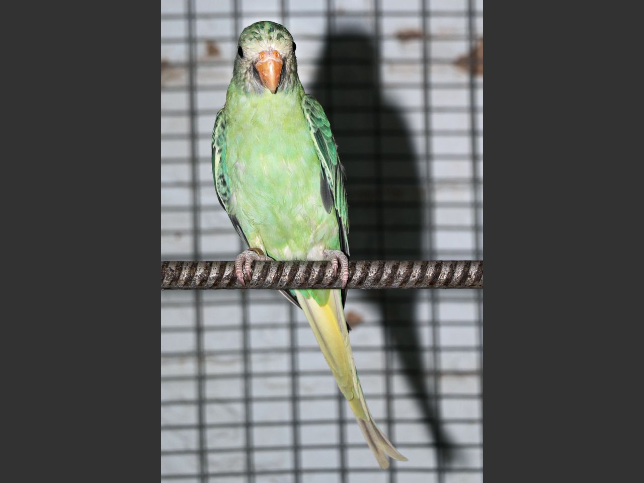 images