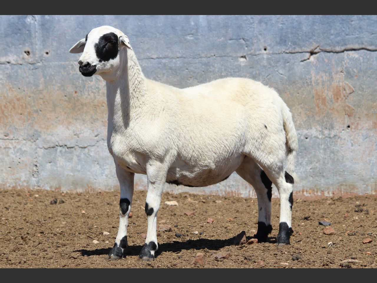 images