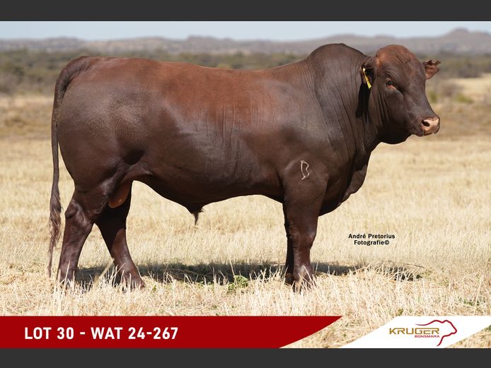 WAT240267 | KRUGER BOERDERY