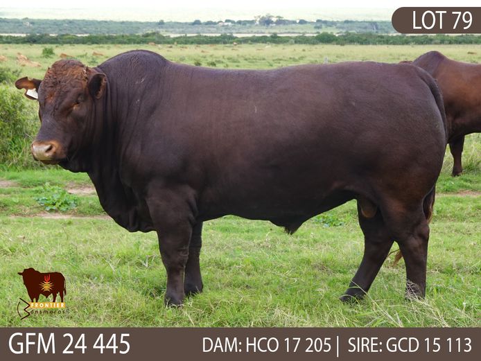 GFM 240445 | MEYER BONSMARAS