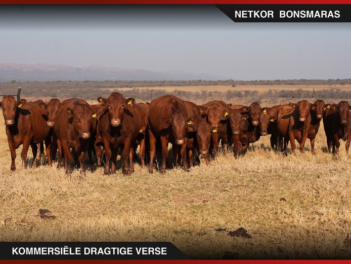 Commercial Animals | Netkor