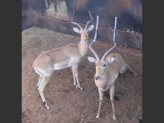 ROOIBOKKE