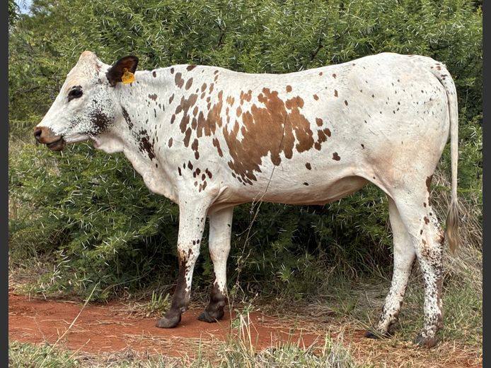 Commercial Animals | BERGALLEEN BDY