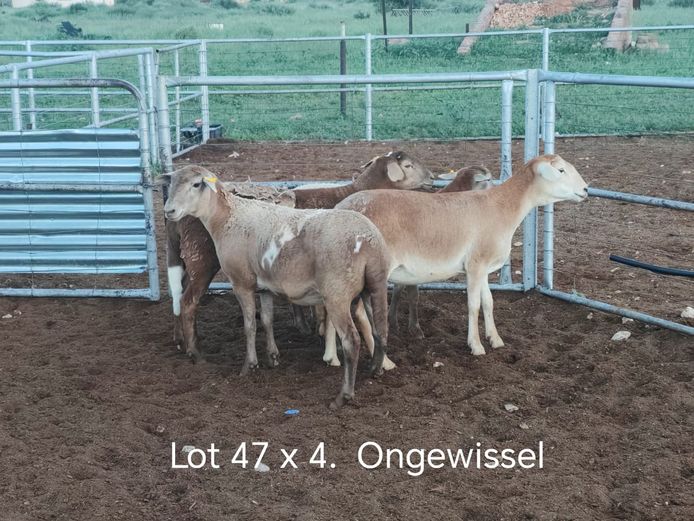 Kommersiële Diere | Dirk Steenkamp Meatmasters