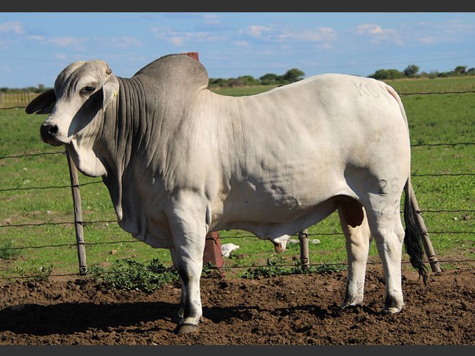 22-0026KG | MAKALANI BRAHMAN