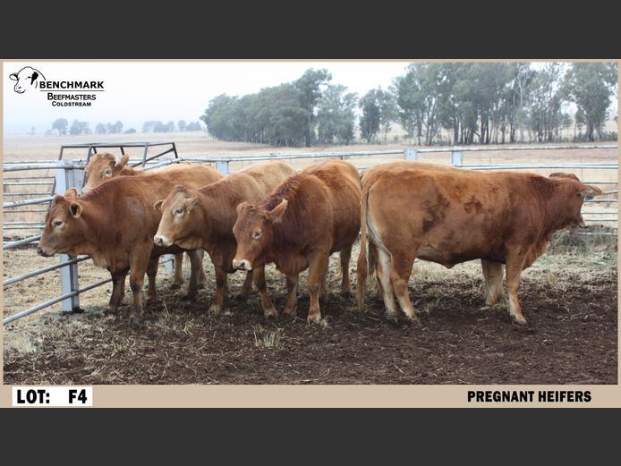 Commercial Females | Benchmark Beefmasters