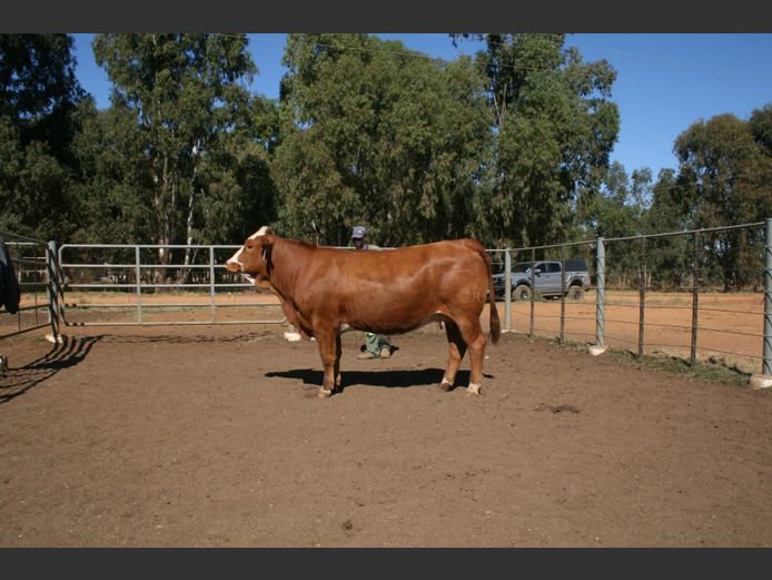 REG22413C | C RAUTENBACH