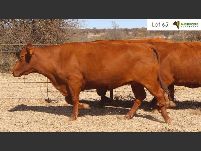 Kommersiële Vroulike Diere