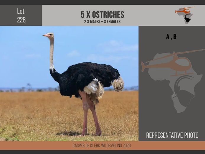Ostrich