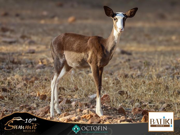 Dappled Impala Ewes