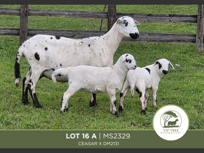 MS 23 0029 | MR S.T.R. MAINS-SHEARD