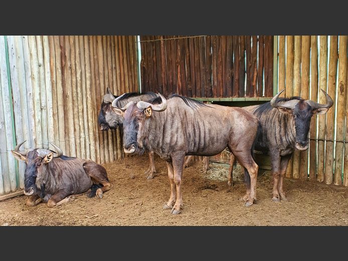 Blouwildebees | Amanzi 