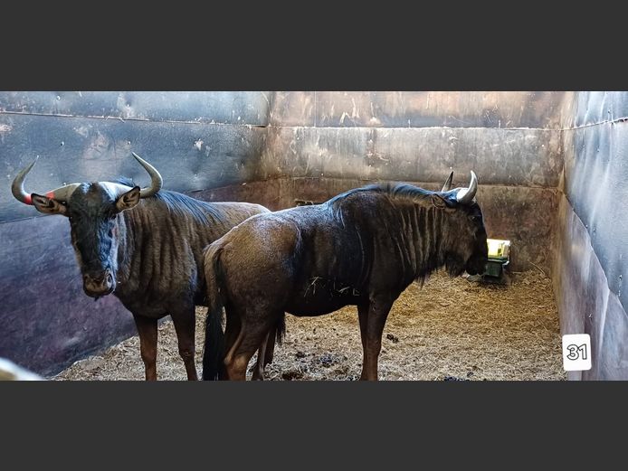 BLOUWILDEBEES | M HERHOLD