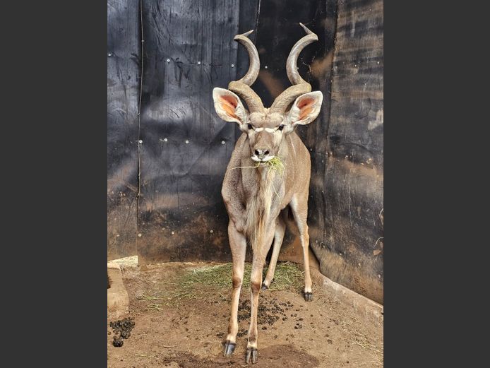 KUDU +- 50” | BUFFELSPOORT