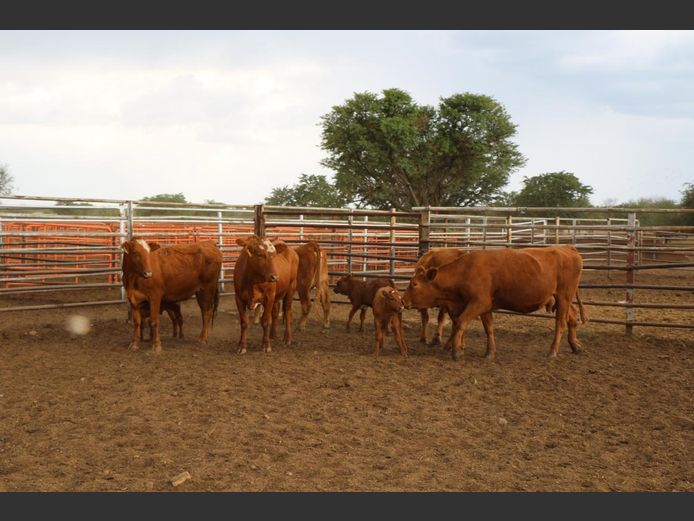 Commercial Animals | JP du Preez