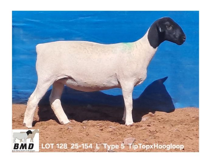 25-154 | BROER MARITZ DORPERS