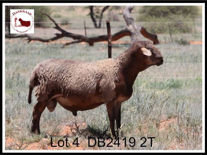 DB2419 | DANKBAAR MEATMASTERS