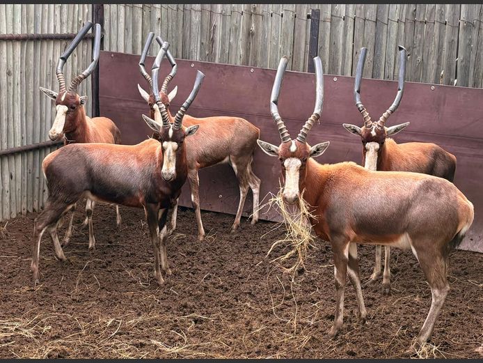 Blesbok Ramme
