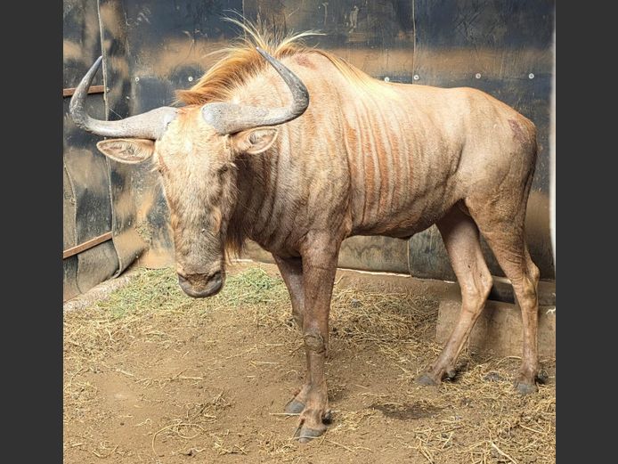 GOUE WILDEBEES | SCHALK VAN ZYL