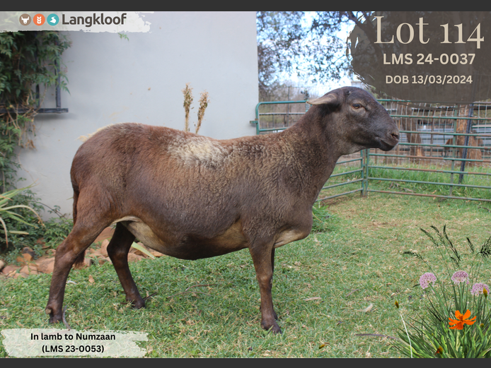 LMS 240037 | LANGKLOOF GAME FARM