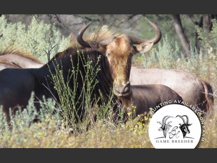 Golden Wildebeest | WATERBERG PLATO GAME BREEDERS