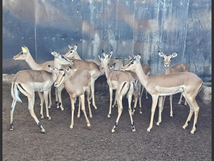 IMPALA | RIPICA TRUST