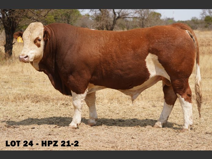 HPZ212 | JP DU PREEZ BK