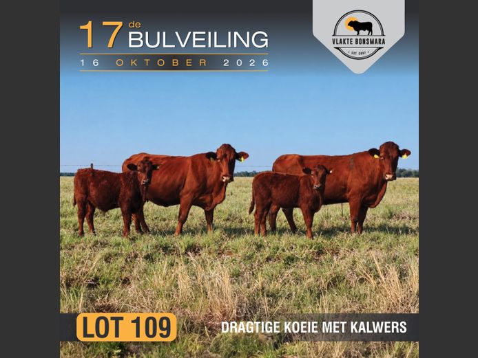 Commercial Animals | Moorddrift Bonsmaras