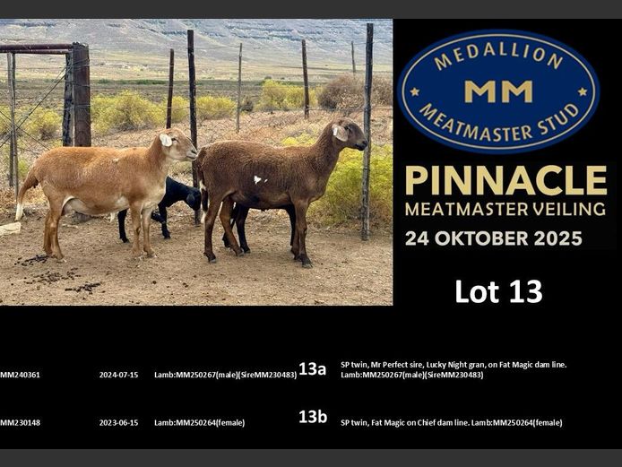 MM  230148 | MEDALLION MEATMASTER STOET